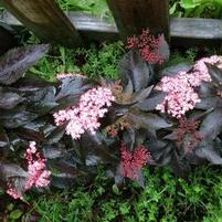 BLACK TOWER ELDERBERRY