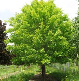 DYNASTY ELM