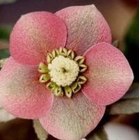 SUNSHINE SELECTIONS LENTEN ROSE