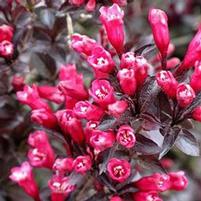 MERLOT ROSE WEIGELA
