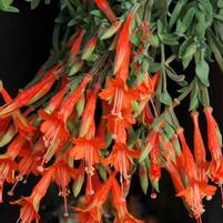 DIAMONDBACK EPILOBIUM