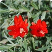 SIDEWINDER EPILOBIUM