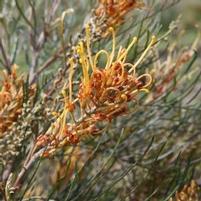 LITTLE HONEY GREVILLEA