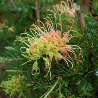 PEACHES AND CREAM GREVILLEA