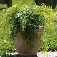 COUSIN ITT ACACIA
