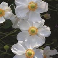 HONORINE JOBERT JAPANESE ANEMONE