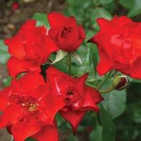 CRIMSON MEIDILAND® ROSE