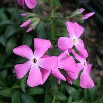 PAPARAZZI® BRITNEY PHLOX