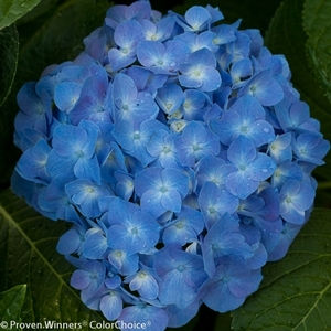 LET'S DANCE® BLUE JANGLES® HYDRANGEA
