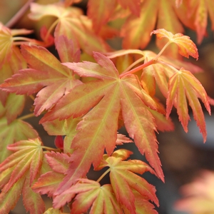 ORANGE DREAM UPRIGHT JAPANESE MAPLE