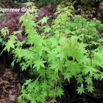 SUMMER GOLD UPRIGHT JAPANESE MAPLE
