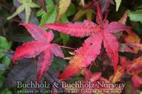 UENO YAMA RED DWARF UPRIGHT JAPANESE MAPLE
