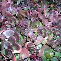 CHINESE SEDUM