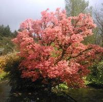 BONFIRE UPRIGHT JAPANESE MAPLE