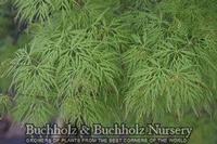 EMERALD LACE UPRIGHT JAPANESE MAPLE