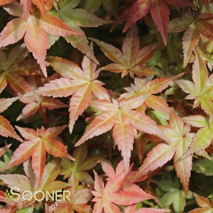 DESHOJO UPRIGHT JAPANESE MAPLE