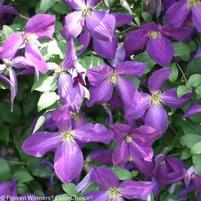 HAPPY JACK® PURPLE CLEMATIS