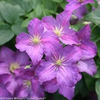 JOLLY GOOD™ CLEMATIS