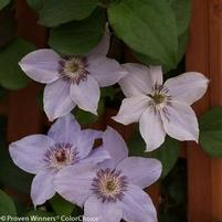 STILL WATERS™ CLEMATIS