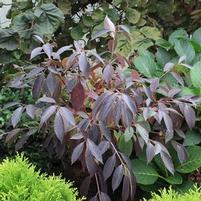 RED ROVER® SILKY DOGWOOD