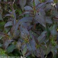 KODIAK® BLACK BUSH HONEYSUCKLE