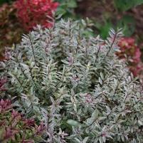 FROZEN FLAME HEBE