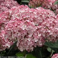INCREDIBALL® BLUSH HYDRANGEA
