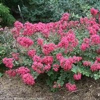 INFINITINI® MAGENTA CRAPEMYRTLE