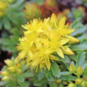 WEIHENSTEPHANER GOLD SEDUM
