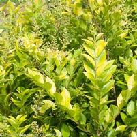 GOLDEN TICKET® PRIVET