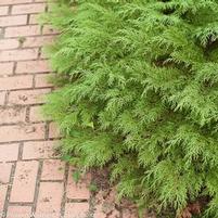 CELTIC PRIDE® SIBERIAN CYPRESS