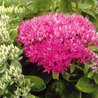 NEON SEDUM
