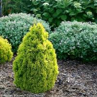 FILIP'S MAGIC MOMENT ARBORVITAE
