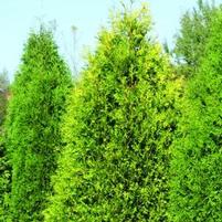 POLAR GOLD® ARBORVITAE