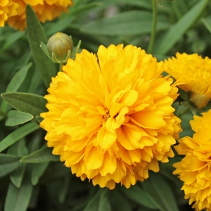 SOLANNA™ GOLDEN SPHERE TICKSEED