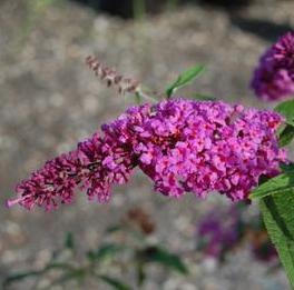 WINDY HILL STERILE BUTTERFLY BUSH