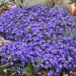 CREEPING VIOLET PINWHEELS PHLOX