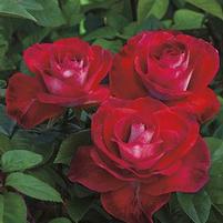 SMOKIN' HOT™ HYBRID TEA ROSE