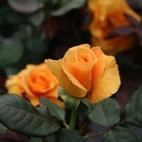 VAVOOM™ FLORIBUNDA ROSE