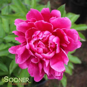 FELIX SUPREME GARDEN PEONY