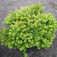 MOSCATO™ BARBERRY