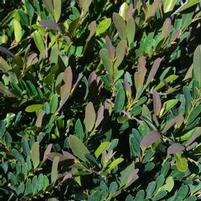 CINNAMON GIRL® DISTYLIUM