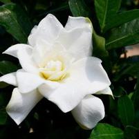 SWEET TEA™ GARDENIA