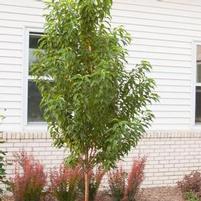 GOLDSPUR™ CHOKECHERRY