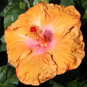 ORANGE SEDUCTION TROPICAL HIBISCUS