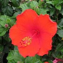 FEELING HOT TROPICAL HIBISCUS