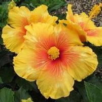 TIKI BAR TROPICAL HIBISCUS
