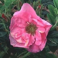 RUGOSA ROSE