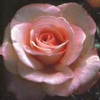 NEW ZEALAND HYBRID TEA ROSE