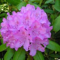 ENGLISH ROSEUM RHODODENDRON